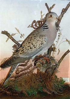 Taxidermy, bird mounted in a display case, turtle dove, Streptopelia turtur, prepared by William Chalkley, The Square, Winchester, Hampshire, 1902