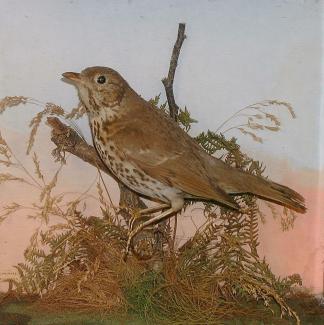 Taxidermy, bird mounted in a display case, song thrush, Turdus philomelos, prepared by William Chalkley, The Square, Winchester, Hampshire, 1899