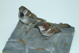 Taxidermy, birds mounted uncased, house sparrow, Passer domesticus, 2 specimens, male