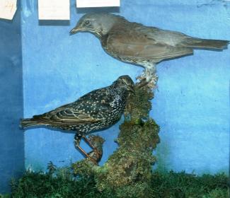 Taxidermy, birds mounted in a display case, starling, Sturnus vulgaris and fieldfare, Turdus pilaris, shot near Heron Court, Hurn, Dorset, 1828