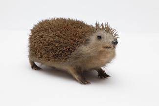 Taxidermy, mammal mounted uncased, hedgehog, Erinaceus europaeus, female adult, originally in a case of 1 female adult and 4 young, found Alton, Hampshire