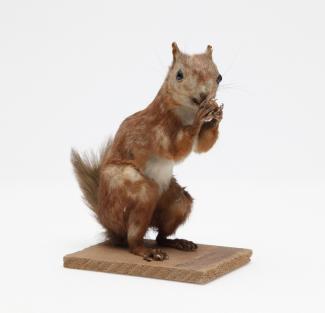 Taxidermy, mammal mounted uncased, red squirrel, Sciurus vulgaris, found Kitcombe Wood, Newton Valence, Hampshire, 1958