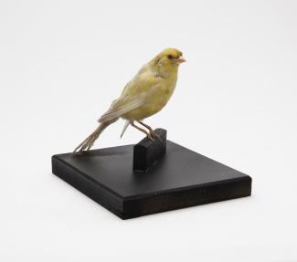 Taxidermy, bird mounted uncased, canary, Serinus canaria, female specimen