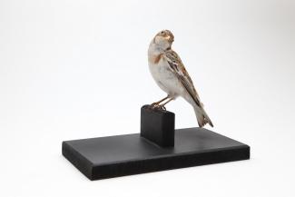 Taxidermy, bird mounted uncased, snow bunting, Plectophenax nivalis, female