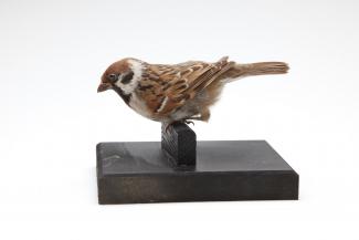 Taxidermy, bird mounted uncased, originally cased, tree sparrow, Passer montanus