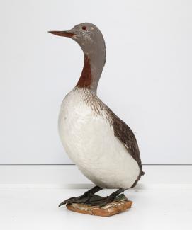 Taxidermy, bird mounted uncased, red throated diver, Gavia stellata
possibly the specimen caught at Walton on the Naze in 1895