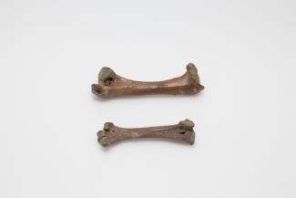 Skeletal material, bird, dodo, Raphus cucullatus (L, 1758), femur, found La Mare aux Songes, Mahebourg, Mauritius, 1865