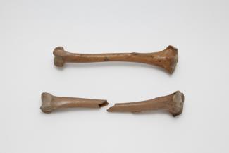 Skeletal material, bird, dodo, Raphus cucullatus (L, 1758), left tibiotarsus, found La Mare aux Songes, Mahebourg, Mauritius, 1865