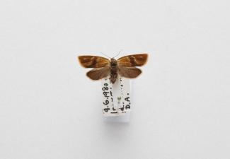 Moth, Ptycholoma lecheana (Linnaeus, 1758), found at Titchfield, Fareham, Hampshire, 9.6.1980