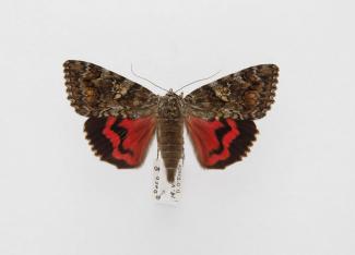 Moth, Catocala sponsa Linnaeus, 1767, found New Forest, Hampshire, England, 19.6.2000