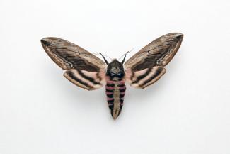 Moth, Privet Hawk-moth, Sphinx ligustri Linnaeus, 1758, found Crawley, Hampshire, England, 25.5.1981
