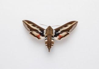 Moth, Hyles gallii Rottemburg, 1775, found Thorpeness, Suffolk, England 12.5.2001