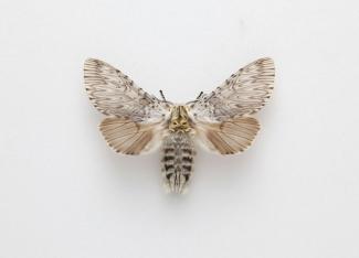 Moth, Cerura vinula Linnaeus, 1758, found Leckford, Hampshire, England, 3.1982