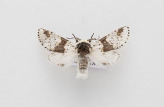 Moth, Furcula bicuspis Borkhausen, 1790, found Tilgate Forest, Tilgate, Crawley, Sussex, England, 10.6.1980