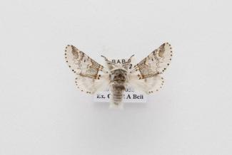 Moth, Furcula furcula Fabricius, 1776, found Studland, Dorset, England, 4.8.1982
