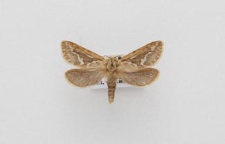 Moth, Hepialus lupulinus Linnaeus, 1758, found Crawley, Hampshire, England, 3.6.2000