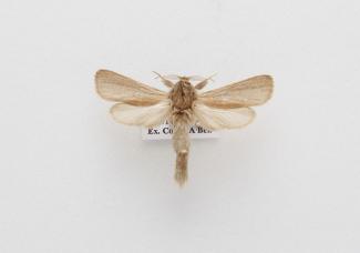 Moth, Phragmataecia castaneae Hübner, 1790, found Chippenham Fen, Chippenham, Cambridgeshire, England, 25.7.1979