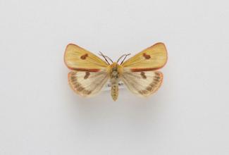 Moth, Diacrisia sannio Linnaeus, 1758, found Lakenheath, Suffolk, England 19.6.1981