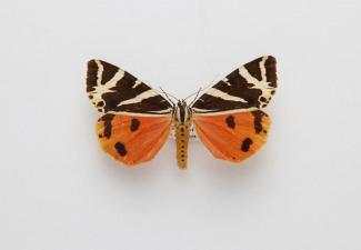 Moth, Euplagia quadripunctaria Poda, 1761, found Seaton, Devon, England, 15.8.1981