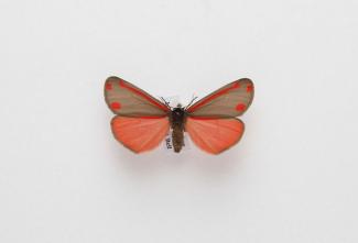 Moth, Tyria jacobaeae Linnaeus, 1758, found Stockbridge, Hampshire, England, 4.1987