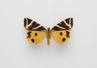 Moth, Euplagia quadripunctaria Poda, 1761, found Seaton, Devon, England, 14.8.1995