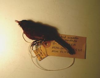 Taxidermy, bird mounted uncased, Dartford warbler, Sylvia undata