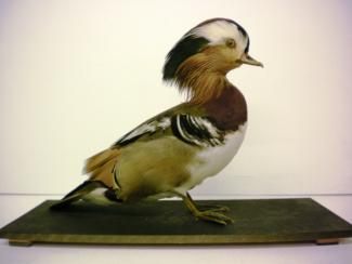Taxidermy, bird uncased, mandarin duck, Aix galericulata, male