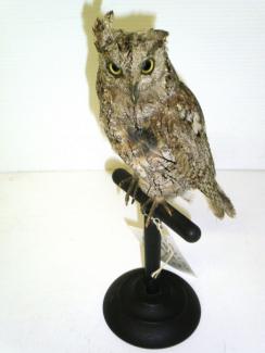 Taxidermy, bird mounted uncased, scops owl, Otus scops