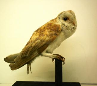 Taxidermy, bird mounted uncased, barn owl, Tyto alba