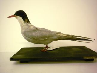 Taxidermy, bird mounted uncased, arctic tern, Sterna paradisea
