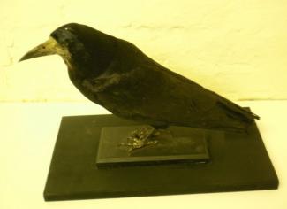 Taxidermy, bird mounted uncased, rook, Corvus frugilegus