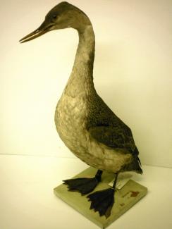 Taxidermy, bird mounted uncased, red throated diver, Gavia stellata, found Woolmer Forest, Bordon, Hampshire
