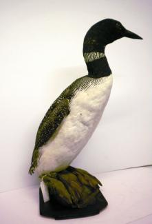 Taxidermy, bird mounted uncased, great northern diver, Gavia immer