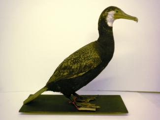 Taxidermy, bird mounted uncased, cormorant, Phalacrocorax carbo