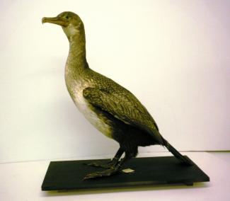 Taxidermy, bird mounted uncased, cormorant, Phalacrocorax carbo