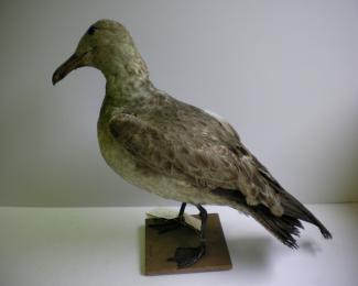 Taxidermy, bird mounted uncased, herring gull, Larus argentatus, juvenile, found Alton, Hampshire
