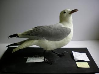 Taxidermy, bird mounted uncased, Kittiwake, Rissa tridactyla