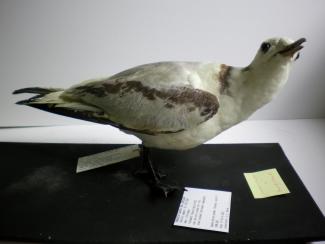 Taxidermy, bird mounted uncased, Kittiwake, Rissa tridactyla, juvenile