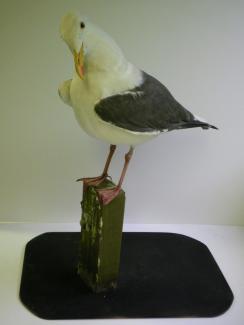 Taxidermy, bird mounted uncased, herring gull, Larus argentatus