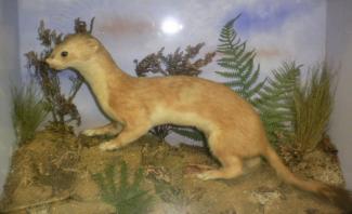 Taxidermy, mammal mounted in a display case, stoat, Mustela erminea, prepared by James Ponchaud, West End, Christchurch, Dorset, about 1907 to 1915
