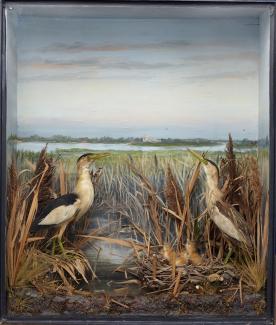 Taxidermy, birds mounted in a display case, 1 adult male, 1 adult female, with nest and chicks, little bittern, Ixobrychus minutus, taken by Mr Gardner, Claypool, Christchurch 
Harbour, Christchurch, Dorset, 5 June 1869, prepared by Edward Hart, Bow Hou