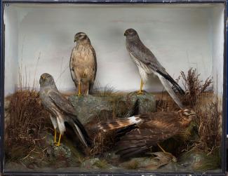 Taxidermy, birds mounted in a display case, 2 male and 2 female, Montagu's harrier, Circus pygargus, shot by Edward Hart, Merritown Common, Merritown, Dorset, 1893, prepared by Edward Hart, Bow House, High Street, Christchurch, Dorset, about 1893