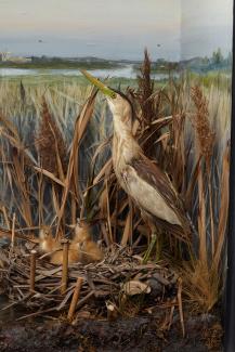 Taxidermy, birds mounted in a display case, 1 adult male, 1 adult female, with nest and chicks, little bittern, Ixobrychus minutus, taken by Mr Gardner, Claypool, Christchurch 
Harbour, Christchurch, Dorset, 5 June 1869, prepared by Edward Hart, Bow Hou