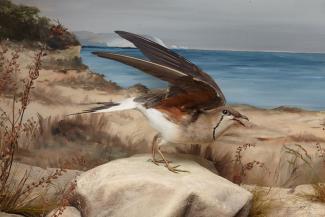 Taxidermy, bird mounted in a display case, collared pratincole, Glareola pratincola, adult male, shot near Hurst Point, Barton, New Milton, Hampshire, and prepared by Edward Hart, Christchurch, Dorset, 1857
Hart's catalogue states this is 'a rare stragg