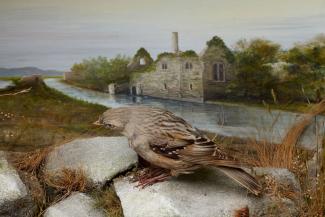 Taxidermy, bird mounted in a display case, alpine accentor, Prunella collaris, shot by W Humby close to the Constable's House, Castle Street, Christchurch, Dorset, prepared by Edward Hart, High Street, Christchurch, Dorset, about 1885
The painted backgr