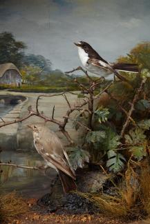 Taxidermy, birds mounted in a display case, 1 male and 1 female pied flycatcher, Ficedula hypoleuca, shot by Edward Hart, Mudeford, Christchurch, Dorset, May or June 1879, prepared by Edward Hart, Bow House, High Street, Christchurch, Dorset, about 1879