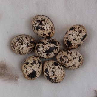 Birds egg, Scottish Ptarmigan, Lagopus muta Ssp millaisi Hartert, 1923, in clutch of 7, found at Sutherland, Scotland, 1914