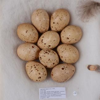 Birds egg, British black grouse, Lyrurus tetrix Ssp britannicus Witherby & Lonnberg, 1913, in clutch of 10, found at Harwood Forest, Northumberland, England, 1961
