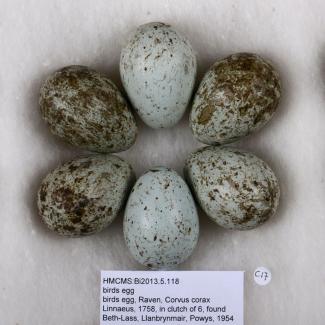 Birds egg, common raven, Corvus corax Ssp corax Linnaeus, 1758, in clutch of 6, found Beth-Lass, Llanbrynmair, Montgomeryshire, Wales, 1954