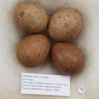 Birds egg, Eurasian merlin, in clutch of 4, found in old crows' nest at Durrow, County Waterford, Ireland, 1965
